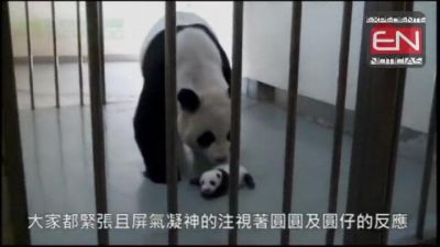 Reúnen a mamá panda con su cría tras mes separados. VIDEO