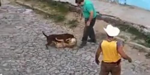 Consignan a dos personas por maltratar a perrita en Jalisco