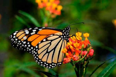 La sequía ataca a las mariposas monarcas
